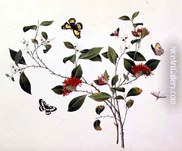 Plant Study with Butterflies and Insects, c.1800 Oil Painting - Anonymous Artist