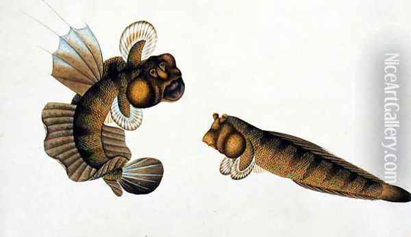 Mud Fish, Tumba Koli, from 'Drawings of Fishes from Malacca', c.1805-18 Oil Painting - Anonymous Artist