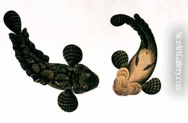 Lepoo, from 'Drawings of Animals, Insects and Reptiles from Malacca', c.1805-18 Oil Painting - Anonymous Artist