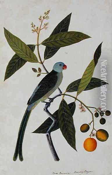 Bua Romania, Boorong Bayam, from 'Drawings of Birds from Malacca', c.1805-18 Oil Painting - Anonymous Artist
