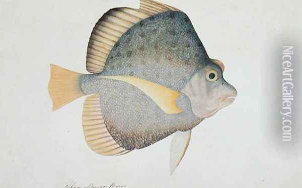 Eekan Dawon Baroo, from 'Drawings of Fishes from Malacca', c.1805-18 Oil Painting - Anonymous Artist