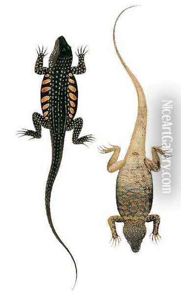 Reptiles, from 'Drawings of Animals, Insects and Reptiles from Malacca', c.1805-18 Oil Painting - Anonymous Artist