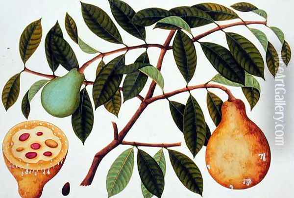 Fruit, from 'Drawings of Plants from Malacca', c.1805-18 Oil Painting - Anonymous Artist