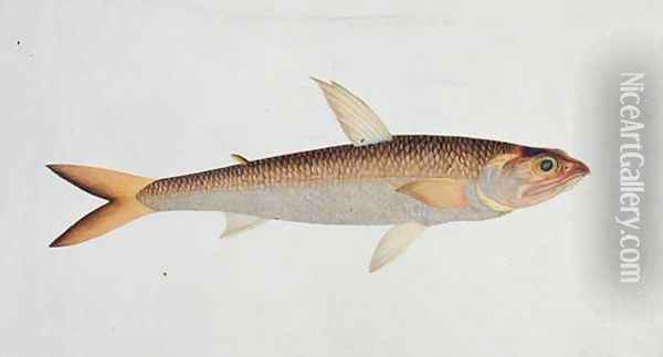 Fish, from 'Drawings of Fishes from Malacca', c.1805-18 Oil Painting - Anonymous Artist