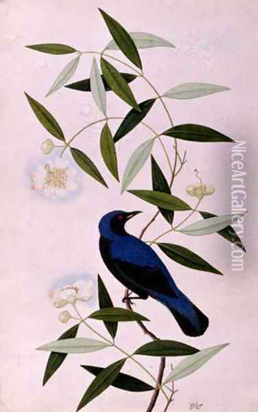 Boorah Farleeh, from 'Drawings of Birds from Malacca', c.1805-18 Oil Painting - Anonymous Artist