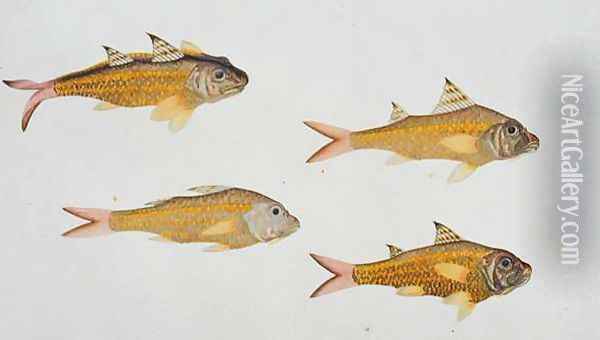 Eekan Bee-jee Nangka, from 'Drawings of Fishes from Malacca', c.1805-18 Oil Painting - Anonymous Artist