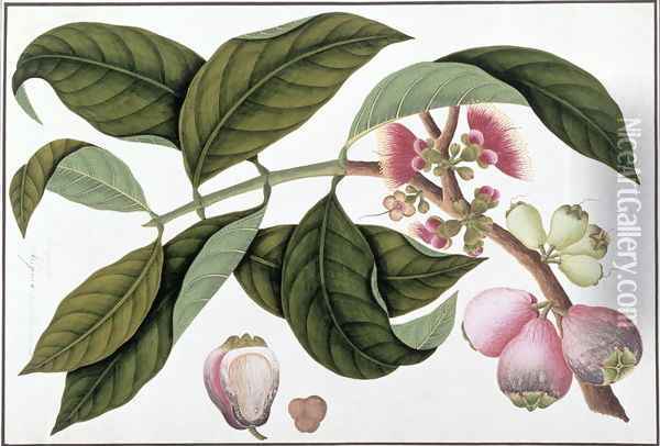 Eugenia or Jamboo Teloie poote, from 'Drawings of Plants from Malacca', c.1805-18 Oil Painting - Anonymous Artist
