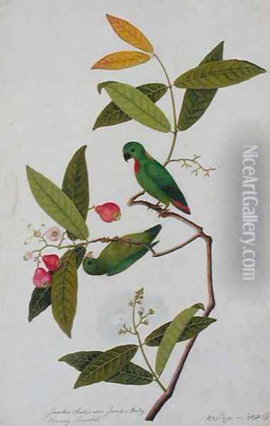 Jamboo Chielie also Jamboo Bertay Boorong Serindik, from 'Drawings of Birds from Malacca', c.1805-18 Oil Painting - Anonymous Artist