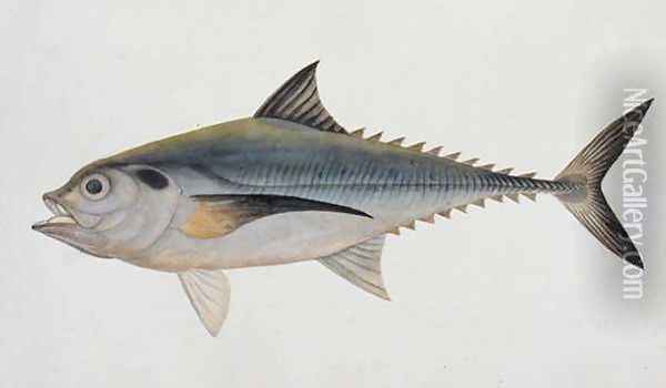 Eekan Tungooroongan, from 'Drawings of Fishes from Malacca', c.1805-18 Oil Painting - Anonymous Artist