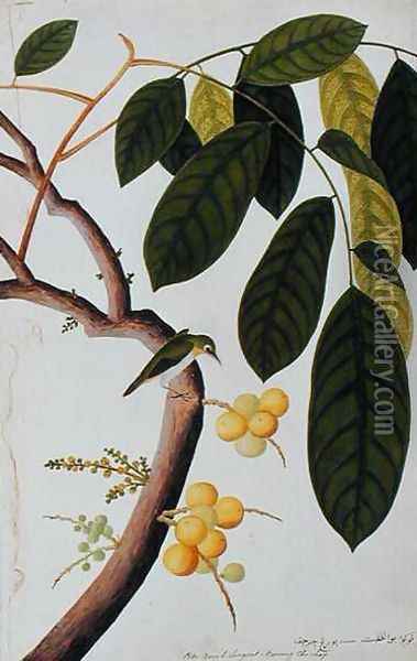 Poko Booah Laugsat, Boorong chi-chap, from 'Drawings of Birds from Malacca', c.1805-18 Oil Painting - Anonymous Artist