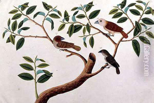 Boorong Rangong, from 'Drawings of Birds from Malacca', c.1805-18 Oil Painting - Anonymous Artist