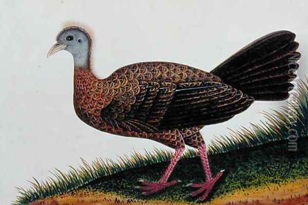 Exotic Bird, from 'Drawings of Birds from Malacca', c.1805-18 (8) Oil Painting - Anonymous Artist