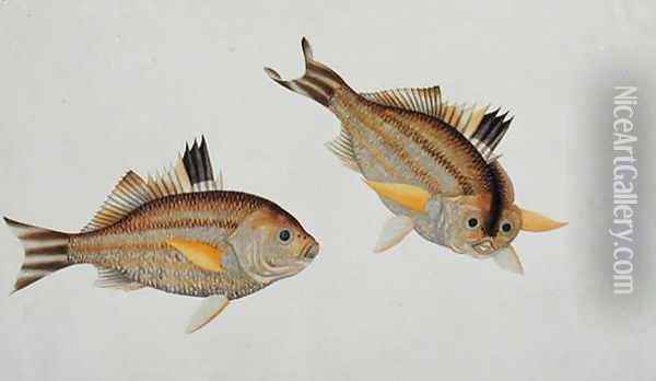 Eekan King-kerong, from 'Drawings of Fishes from Malacca', c.1805-18 Oil Painting - Anonymous Artist