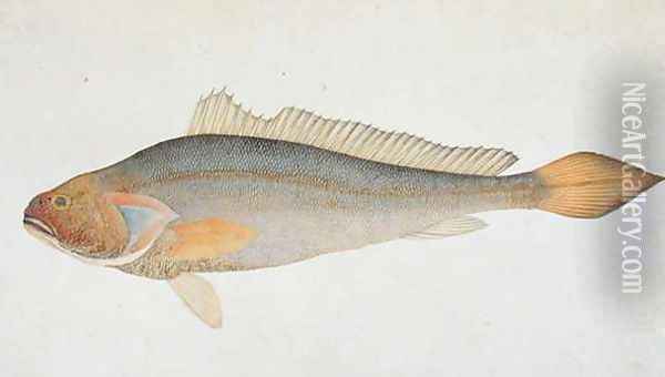 Eekan Slampay, from 'Drawings of Fishes from Malacca', c.1805-18 Oil Painting - Anonymous Artist
