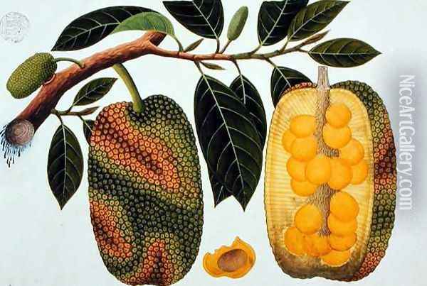 Champedak Artocarpus integrifolia or Longleaved Jack, from 'Drawings of Plants from Malacca', c.1805-18 Oil Painting - Anonymous Artist
