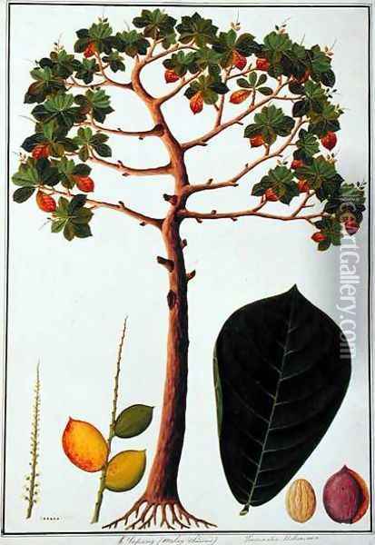Klapang Terminalia Molucana or Malay Almond, from 'Drawings of Plants from Malacca', c.1805-18 Oil Painting - Anonymous Artist