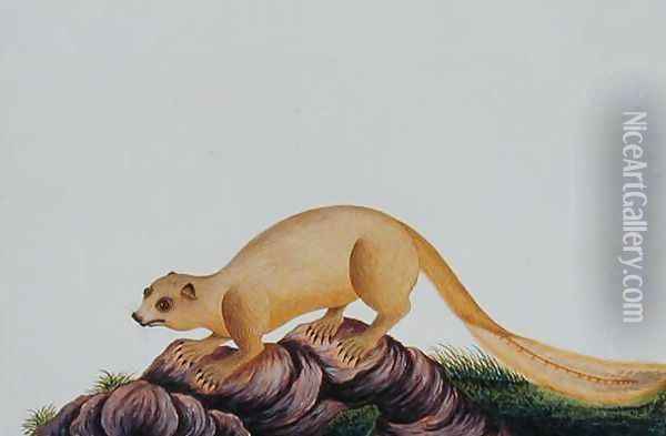 Squirrel, Toopay ching Krawa Pootey, from 'Drawings of Animals, Insects and Reptiles from Malacca', c.1805-18 Oil Painting - Anonymous Artist