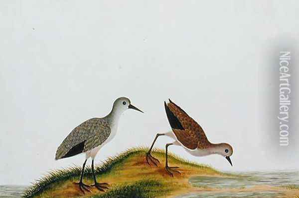 Koodie Die, from 'Drawings of Birds from Malacca', c.1805-18 Oil Painting - Anonymous Artist