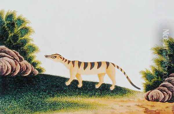 Furred Animal, from 'Drawings of Animals, insects and Reptiles from Malacca', c.1805-18 (2) Oil Painting - Anonymous Artist