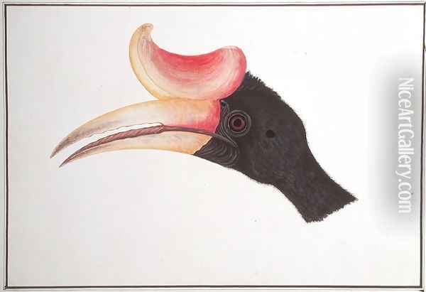 Head of a Bird, from 'Drawings of Birds from Malacca', c.1805-18 Oil Painting - Anonymous Artist