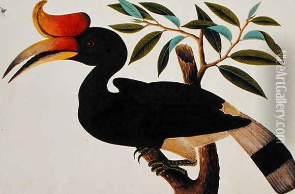 Ingang, from 'Drawings of Birds from Malacca', c.1805-18 (2) Oil Painting - Anonymous Artist