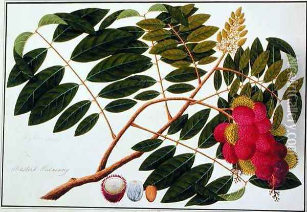 Sangole latong, from 'Drawings of Plants from Malacca', c.1805-18 Oil Painting - Anonymous Artist