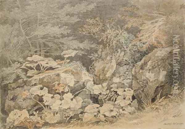 A study of undergrowth at Chudleigh, Devon Oil Painting - John White Abbott
