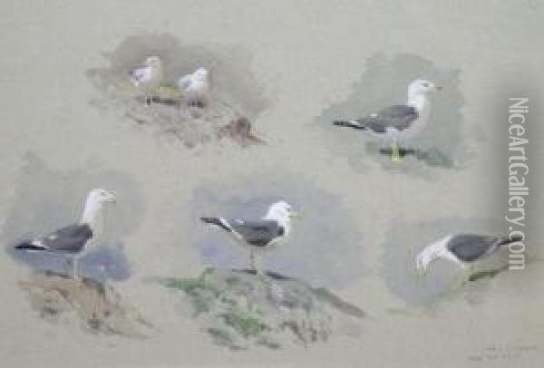 Studies Of A Herring Gull Oil Painting - Archibald Thorburn