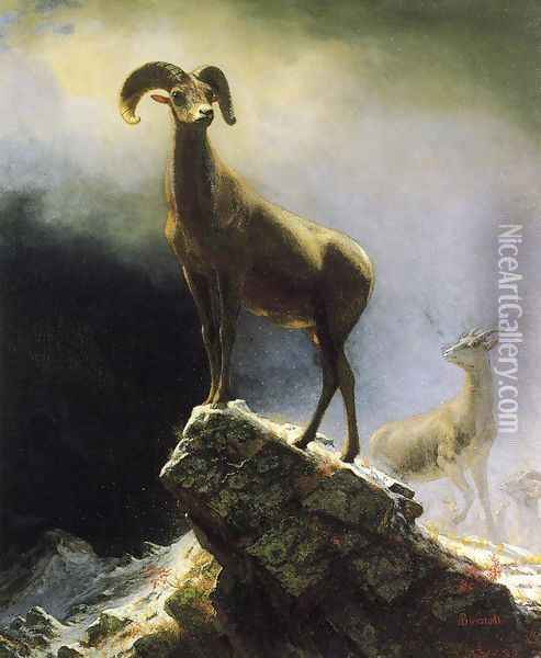 Rocky Mountain Sheep Oil Painting - Albert Bierstadt