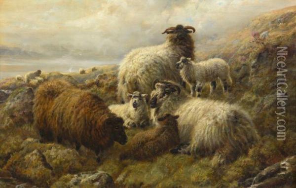 Highland Sheep Oil Painting - Robert Watson