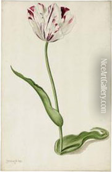 Study Of A Tulip Oil Painting - Pieter Withoos