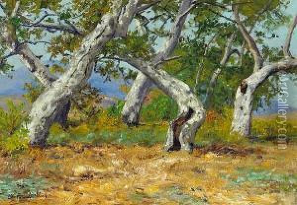California Oak Groves Oil Painting - Charles Partridge Adams