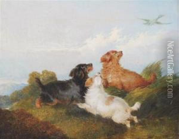 Spaniels Chasing A Duck Oil Painting - George Armfield