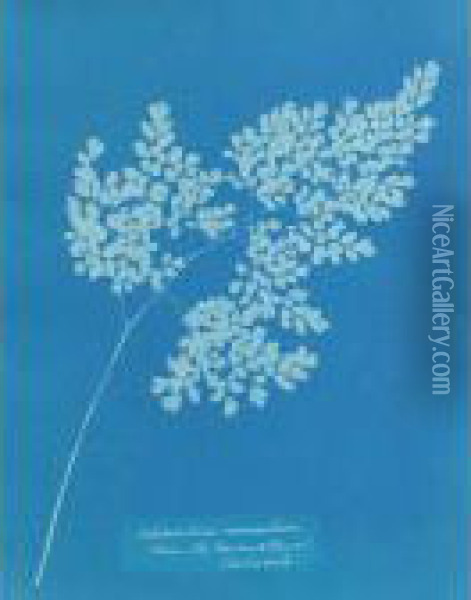 ``adiantum Cuneatum (from The Conservatory At Chatsworth)' Oil Painting - Anna Atkins