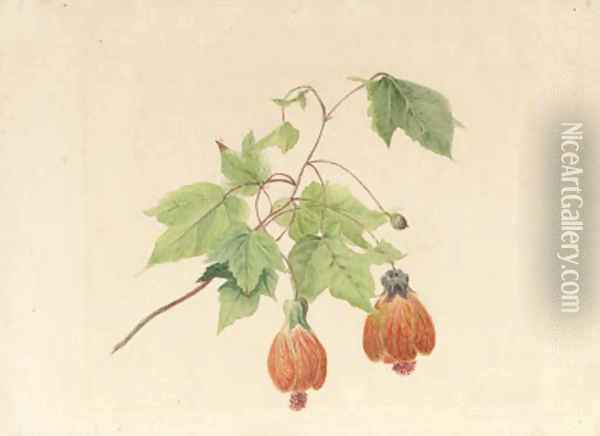 A study of a Chinese bell flower Oil Painting - Geraldine Jacoba Van De Sande Bakhuyzen