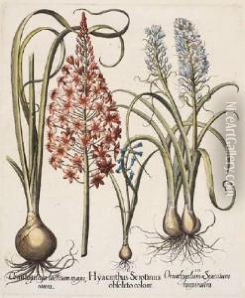 Hyacinthus Serolinus Obsoleto 
Colore; Muscari Obsoleto Albo Flore; Pseudo Narcissus; Colchicum Vulgare
 Purpura Oil Painting - Basilius Besler