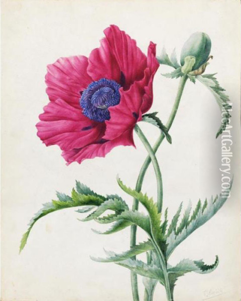 Study Of A Poppy Oil Painting - Pancrace Bessa