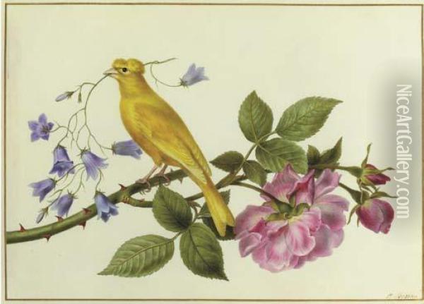 A Canary Perched On A The Branch Of A Pink Rose, Carrying Harebellsin Its Beak Oil Painting - Pancrace Bessa