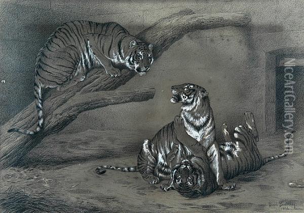 Young Tigers At Play At The Zoo Oil Painting - Basil Bradley