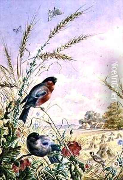 Bullfinches in a harvest field Oil Painting - Harry Bright