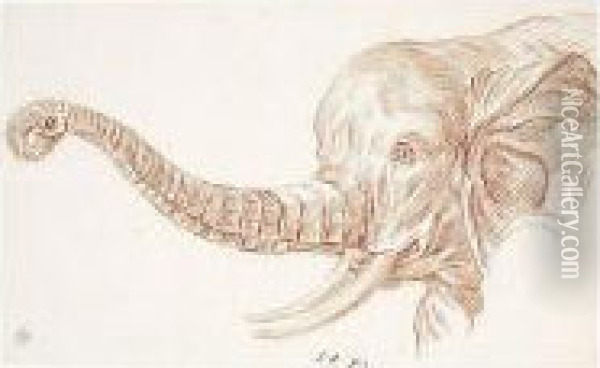 Study Of The Head Of An Elephant Oil Painting - Charles-Nicolas I Cochin