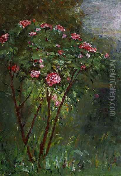 Rose Bush In Flower Oil Painting - Gustave Caillebotte