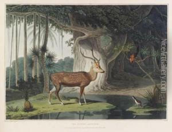 A Picturesque Illustration Of 
The Scenery, Animals, And Nativeinhabitants, Of The Island Of Ceylon. 
London: By T. Bensley,[1807]-1808 [watermarks: 'j, Whatman 1801']. Oil Painting - Samuel Daniell