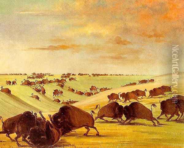 Buffalo Bulls Fighting in Running Season, Upper Missouri, 1837-39 Oil Painting - George Catlin