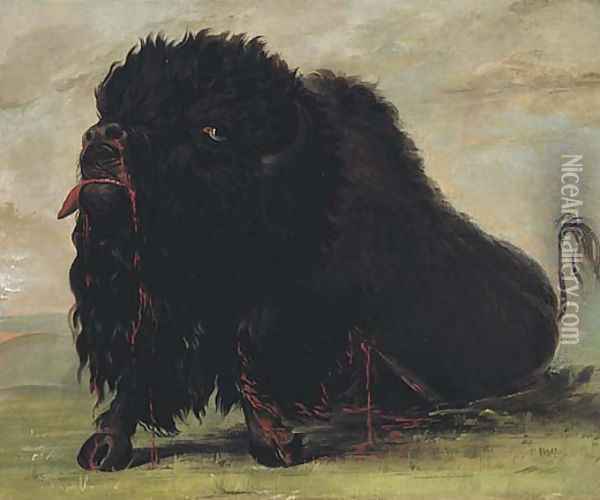 Dying Buffalo, Shot with an Arrow Oil Painting - George Catlin