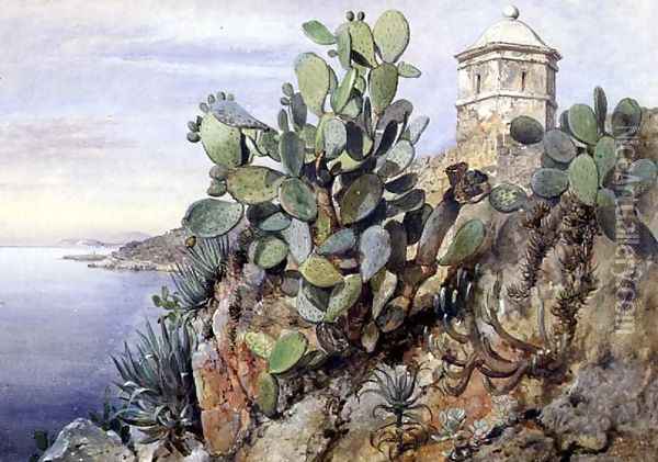 Cactus Opuntia, Monaco, 1845 Oil Painting - Edward William Cooke