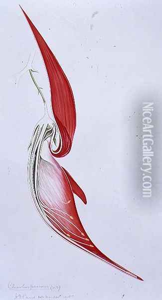 Drawing 57-3 Clianthus puniceus (Glory Pea) 1905 Oil Painting - Arthur Henry Church