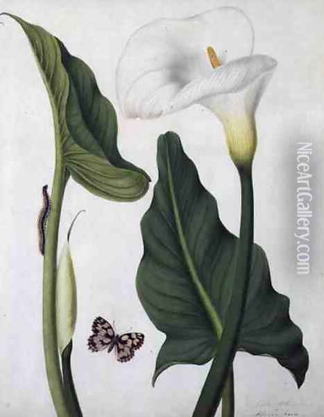 Calla Aethiopica with Butterfly and Caterpillar Oil Painting - Matilda Conyers