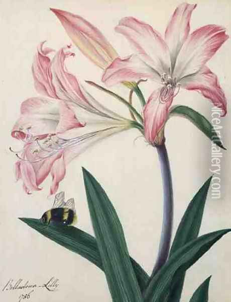 Lilium Belladonna and Bee, 1786 Oil Painting - Matilda Conyers