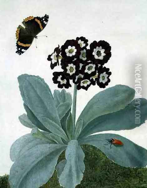 Primula Auricula with Butterfly and Beetle Oil Painting - Matilda Conyers